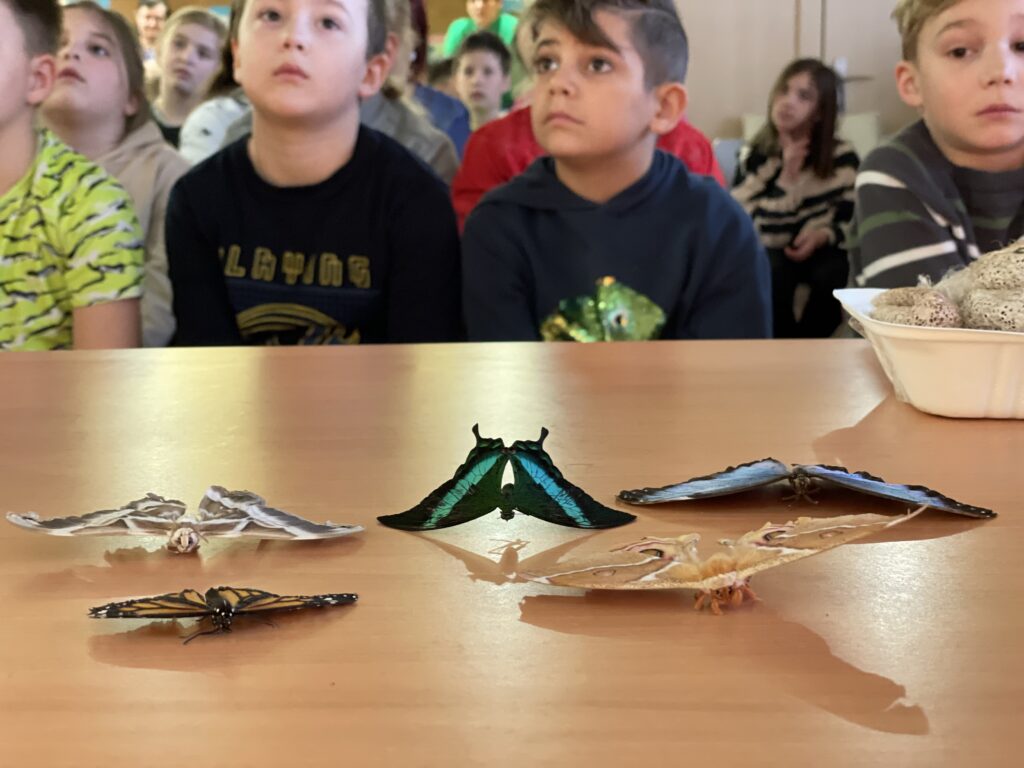 Lepkék szárnyán 2023 03 02 20