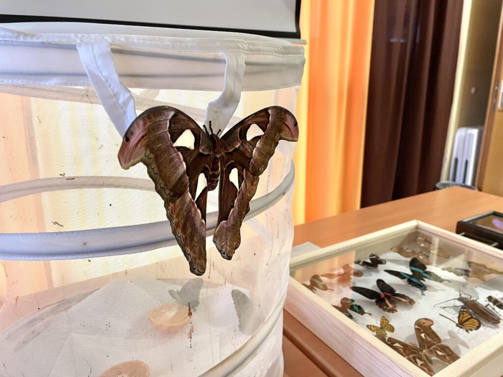 Lepkék szárnyán 2023 03 02 23