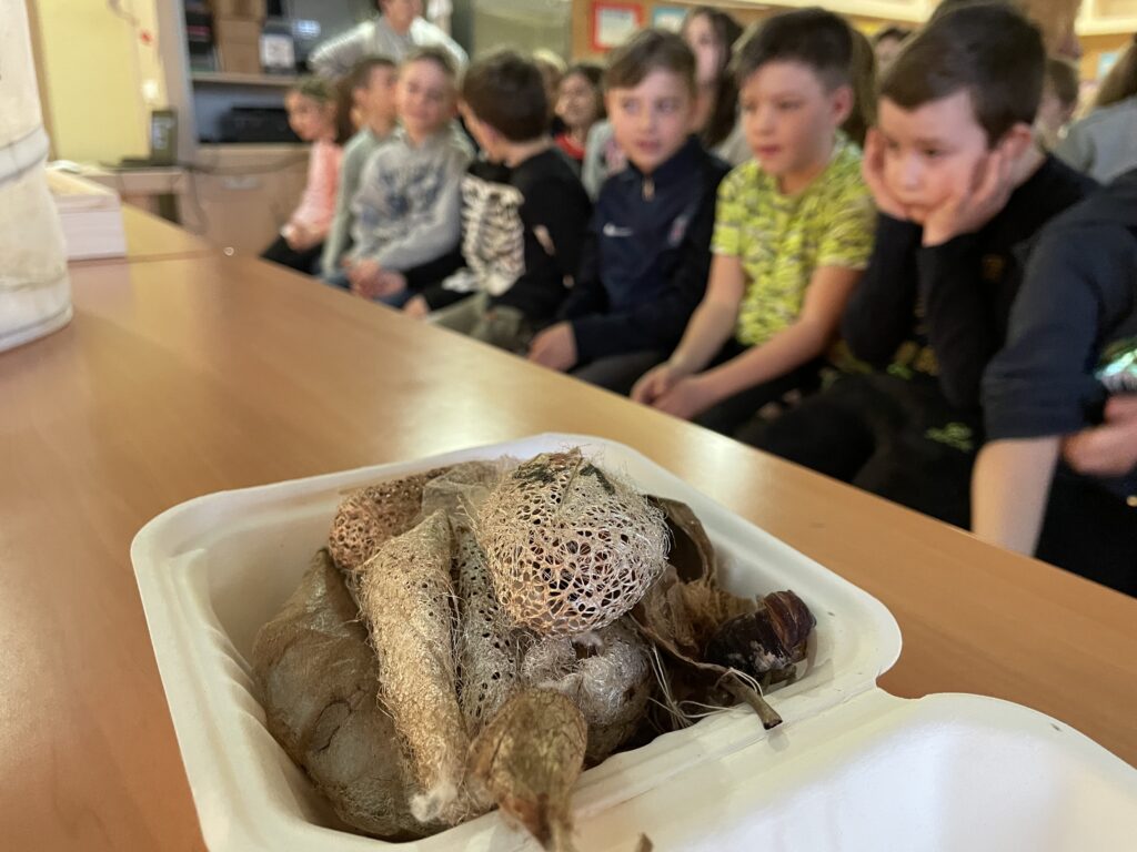 Lepkék szárnyán 2023 03 02 24