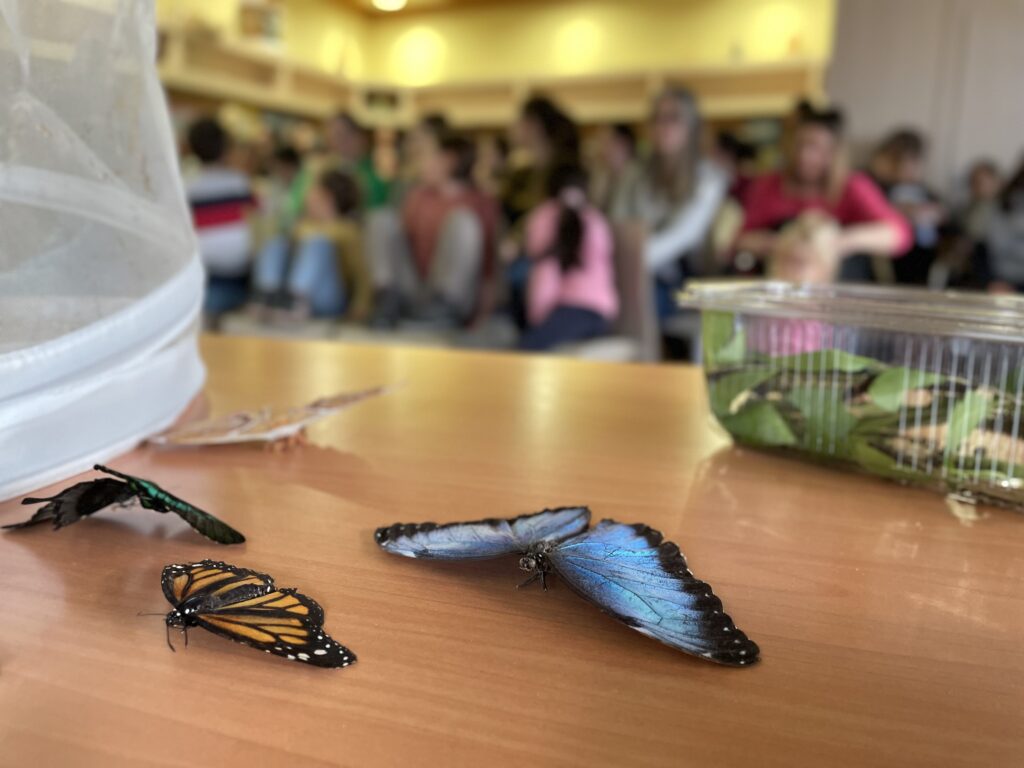 Lepkék szárnyán 2023 03 02 54