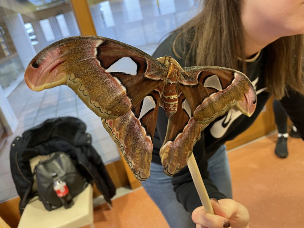 Lepkék szárnyán 2023 03 02 71