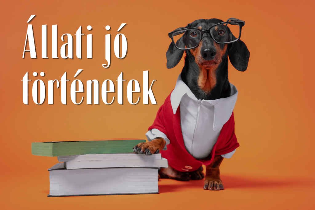 Allati jo tortenetek banner